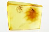 Two Winged Fossil Ants (Formicidae) In Baltic Amber #288665-1